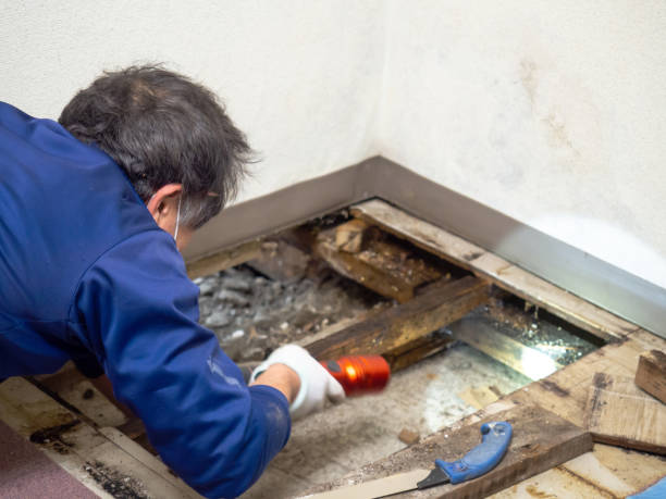 Best Black Mold Remediation in Oregon, IL