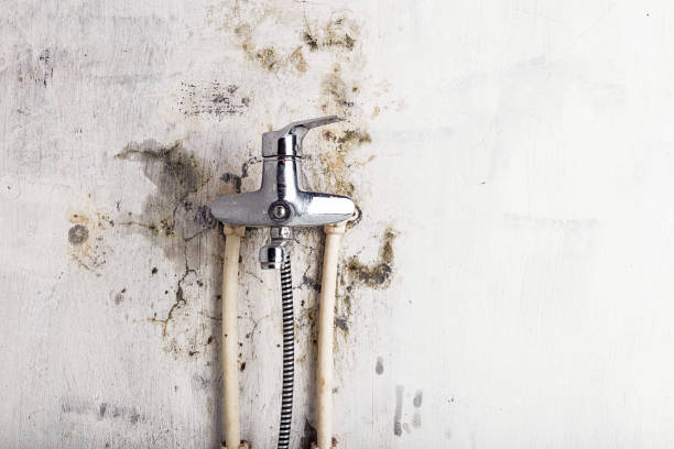 Reliable Oregon, IL Mold Remediation Solutions