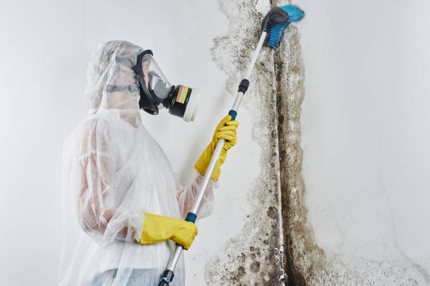 Best Mold Testing and Inspection Services in Oregon, IL