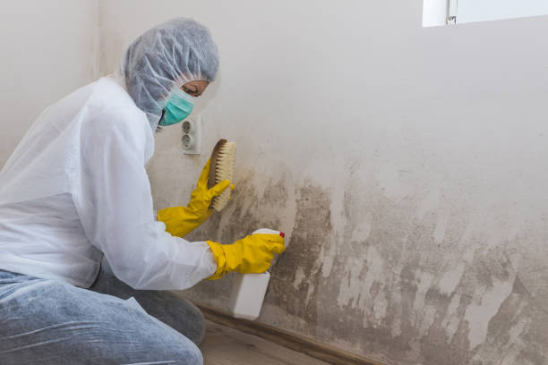 Best Commercial Mold Remediation in Oregon, IL