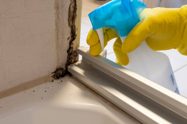 Best Basement Mold Remediation in Oregon, IL