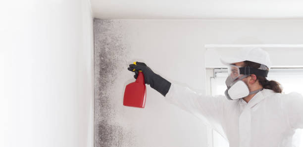 Best Health and Safety Mold Remediation in Oregon, IL