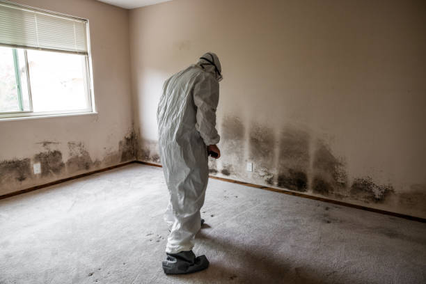 Best Emergency Mold Remediation in Oregon, IL