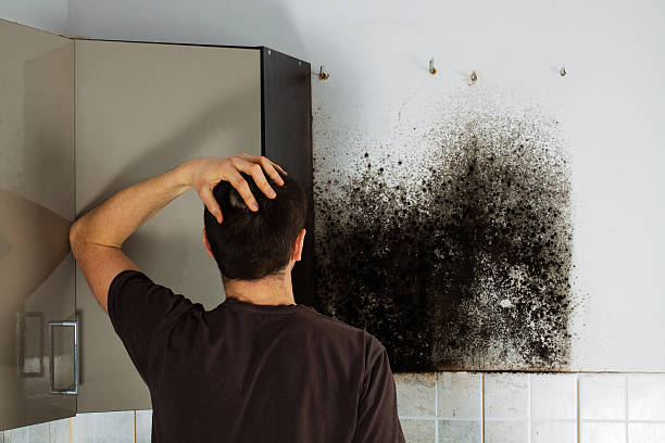 Best Post-Flood Mold Remediation in Oregon, IL