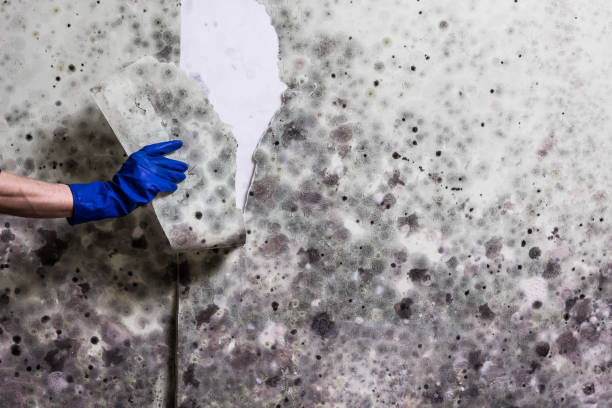 Best Residential Mold Remediation in Oregon, IL