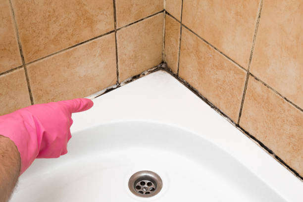 Best Industrial Mold Remediation in Oregon, IL